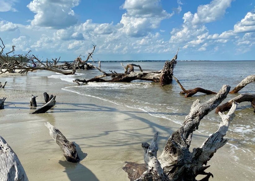 Driftwood Beach Jekyll Island, Georgia, USA